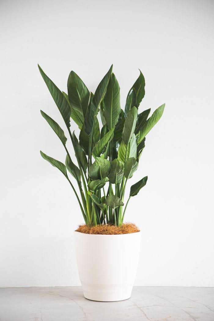 観葉植物 ストレリチアレギネ（10号鉢）｜HanaPrime（ハナプライム）