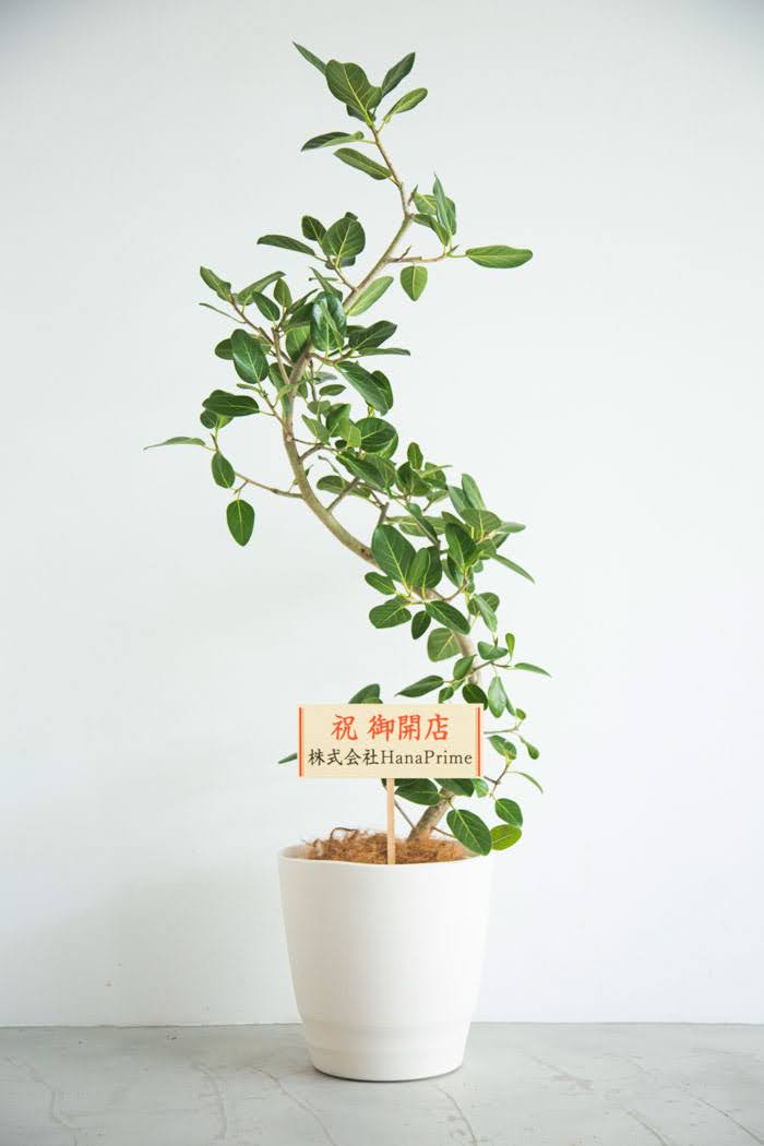 観葉植物 フィカス ベンガレンシス 曲がり（10号鉢）｜HanaPrime（ハナ