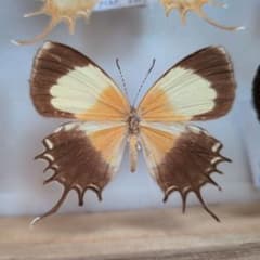 蝶標本 ベニモンカザリシロチョウ ペア | Shop at Mercari from Japan