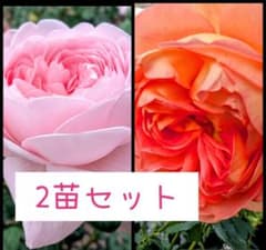 A 2苗セット バラ苗 バラ挿し木苗 小苗 - メルカリ