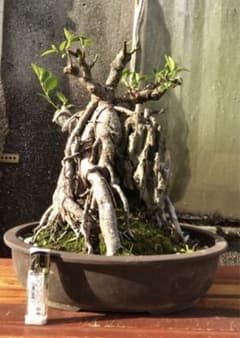 ガジュマル珊瑚石付き盆栽•持ち込み古い - メルカリ