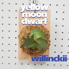 ビカクシダ YMDS ウィリンキー系 イエロームーンドワーフ スポア Y-5