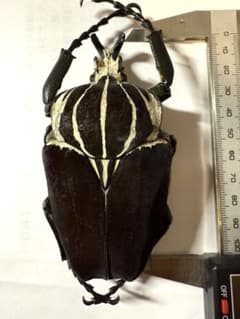 昆虫標本 カメルーン ゴライアスオオツノハナムグリ 約100mm M1 - メルカリ