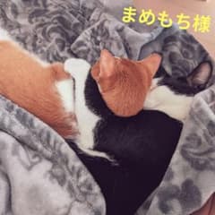 アルビオン エクシア ラディアンスリニュー ローション 35ml×2本