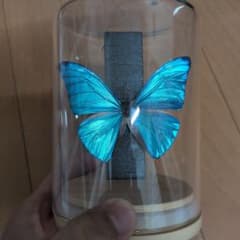 蝶標本 ベニモンカザリシロチョウ ペア | Shop at Mercari from Japan