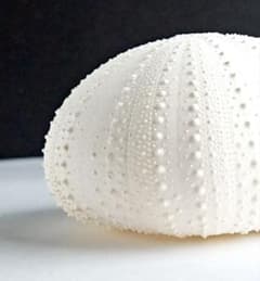 天然素材 白系 シラヒゲウニ シーウーチン ウニ殻 標本 - メルカリ