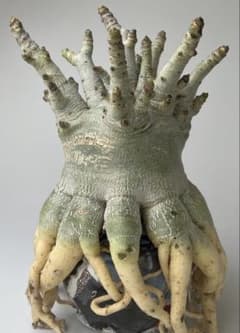 美/ドワーフ/超極太 】アデニウム アラビカム ゴジ タコ足 B - メルカリ