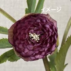 加藤農園 クリスマスローズ アンティークアフロディーテ 株分 - メルカリ