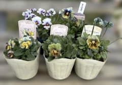 MIYABI様ご依頼品 計5苗 - メルカリ