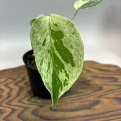 m68347961248_1.jpg?1761056898