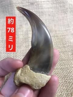 m61822577646_1.jpg?1752138608