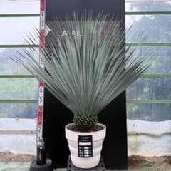 m62394511387_1.jpg?1761445127