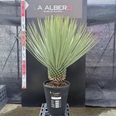 AL1219】ユッカ ロストラータ - メルカリ