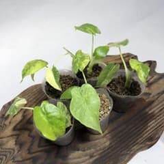 MS53 5株セットアロカシア・ドラゴンスケール・ミント・バリエガータ