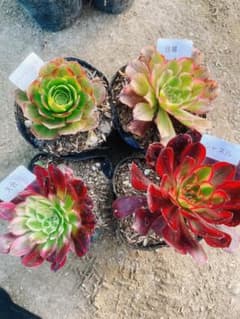 A20 多肉植物 アエオニウム 抜き苗 4種セット - メルカリ