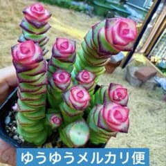 銭串錦 クラッスラ属(全て抜き苗) 多肉植物 ゆうゆうメルカリ便 - メルカリ