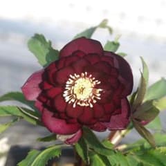 m90946298148_1.jpg?1735612455