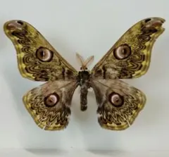 2026年最新】標本 ヤママユの人気アイテム - メルカリ