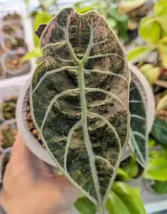 2026年最新】アロカシア 斑入り ピンクの人気アイテム - メルカリ