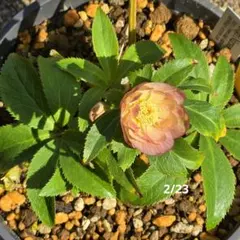 2026年最新】蜃気楼 クリスマスローズの人気アイテム - メルカリ