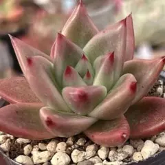 2026年最新】ホリコロの人気アイテム - メルカリ