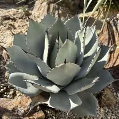 2026年最新】アガベ吉祥天錦の人気アイテム - メルカリ