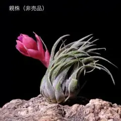 2026年最新】チランジア・スプレンゲリアナの人気アイテム - メルカリ