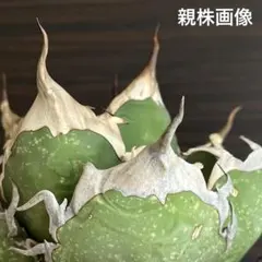 2026年最新】アガベ オアハカ 現地の人気アイテム - メルカリ