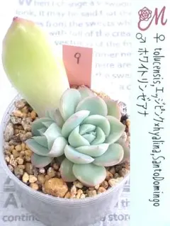 2026年最新】miya苗の人気アイテム - メルカリ