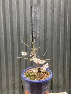 2026年最新】盆栽野梅の人気アイテム - メルカリ