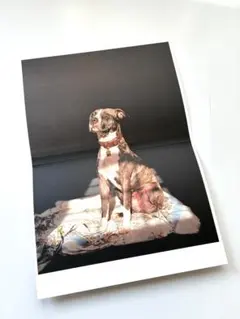 2026年最新】上田義彦の人気アイテム - メルカリ