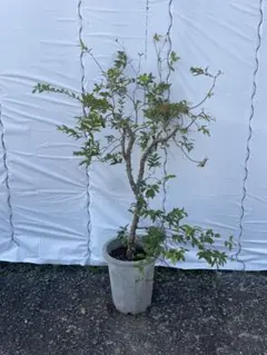 2026年最新】ジャボチカバの人気アイテム - メルカリ