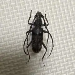 2026年最新】カミキリ 標本の人気アイテム - メルカリ