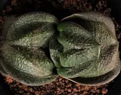 2026年最新】ガステリア 臥牛の人気アイテム - メルカリ