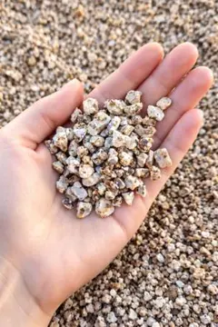 2026年最新】ソテツ 引き取りの人気アイテム - メルカリ