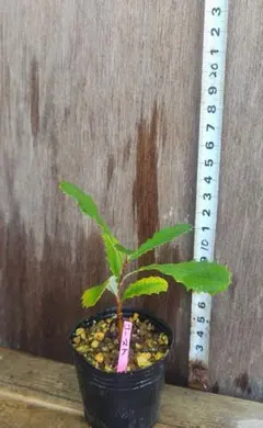 2026年最新】バンクシア コーストの人気アイテム - メルカリ