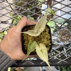 2026年最新】アロカシアスティングレイの人気アイテム - メルカリ