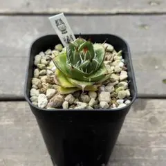 2026年最新】アガベ 王妃笹の雪 a型の人気アイテム - メルカリ