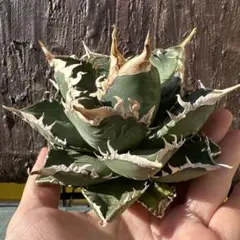 2026年最新】チタノタ海王の人気アイテム - メルカリ