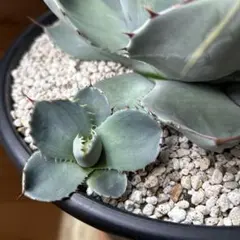 2026年最新】トランカータ 斑入りの人気アイテム - メルカリ