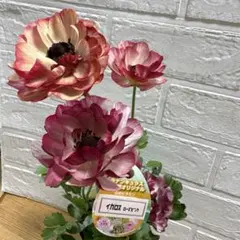 2026年最新】ラナンキュラスイカロスの人気アイテム - メルカリ