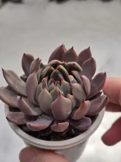 2026年最新】おらいさん苗赤鬼の人気アイテム - メルカリ