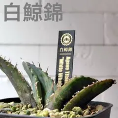 2026年最新】アガベ チタノタ 縞斑の人気アイテム - メルカリ