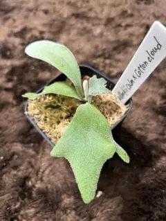 2026年最新】cotton cloud ビカクシダの人気アイテム - メルカリ