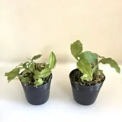 2026年最新】野生蘭の人気アイテム - メルカリ