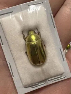 2026年最新】プラチナコガネの人気アイテム - メルカリ