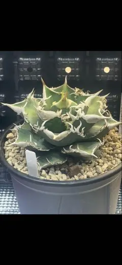 2026年最新】大白鯊の人気アイテム - メルカリ