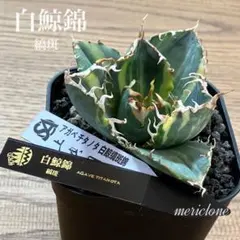 2026年最新】上澳園芸の人気アイテム - メルカリ