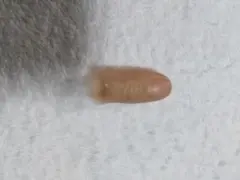 2026年最新】リアル指サックの人気アイテム - メルカリ