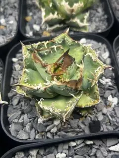 2026年最新】麻花龍の人気アイテム - メルカリ